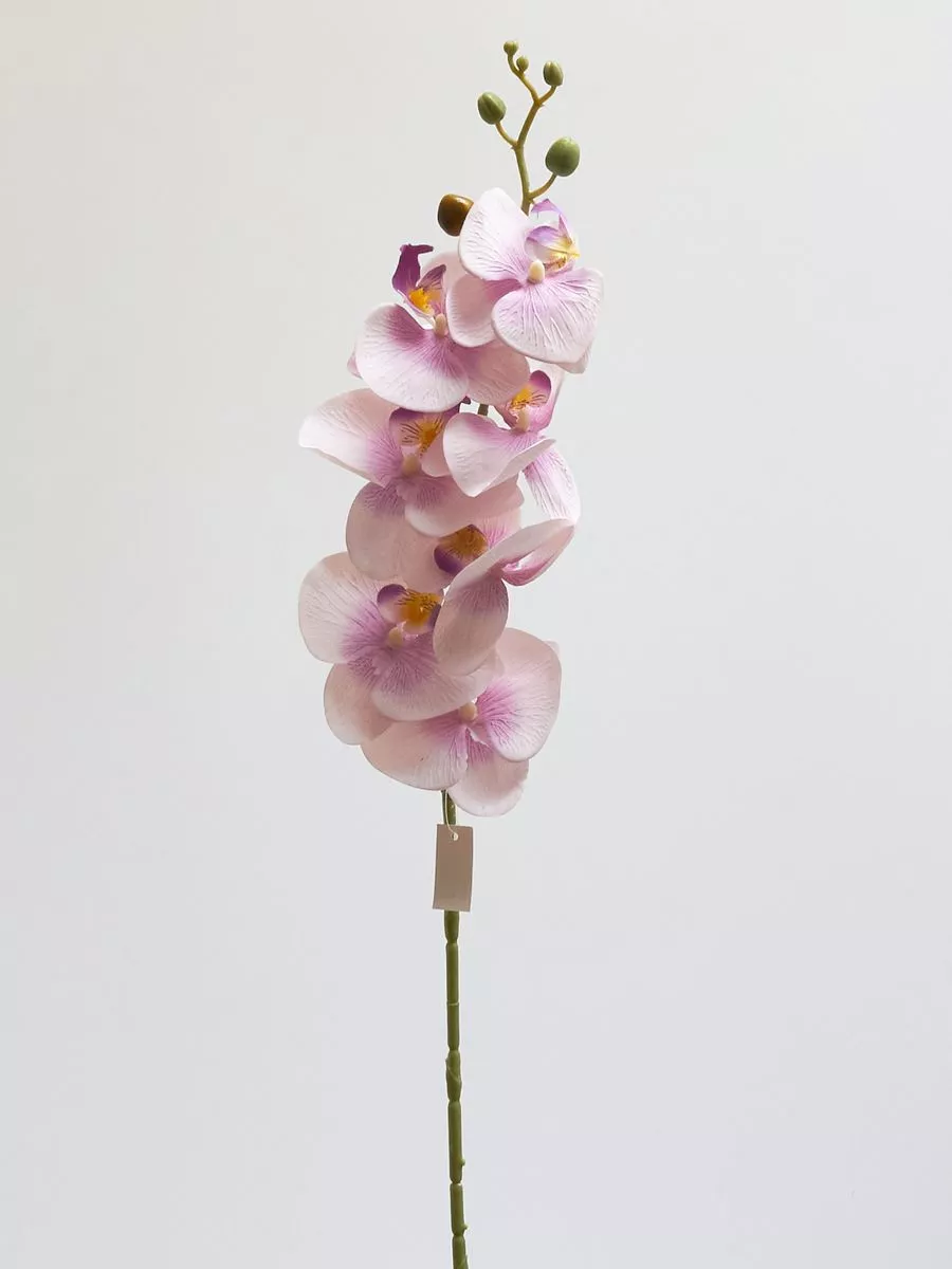 Орхидея 3CLE25  Интернет-магазин Feron Flower 