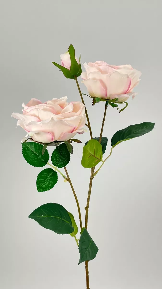 Роза кустовая FL-QH005  Интернет-магазин Feron Flower 