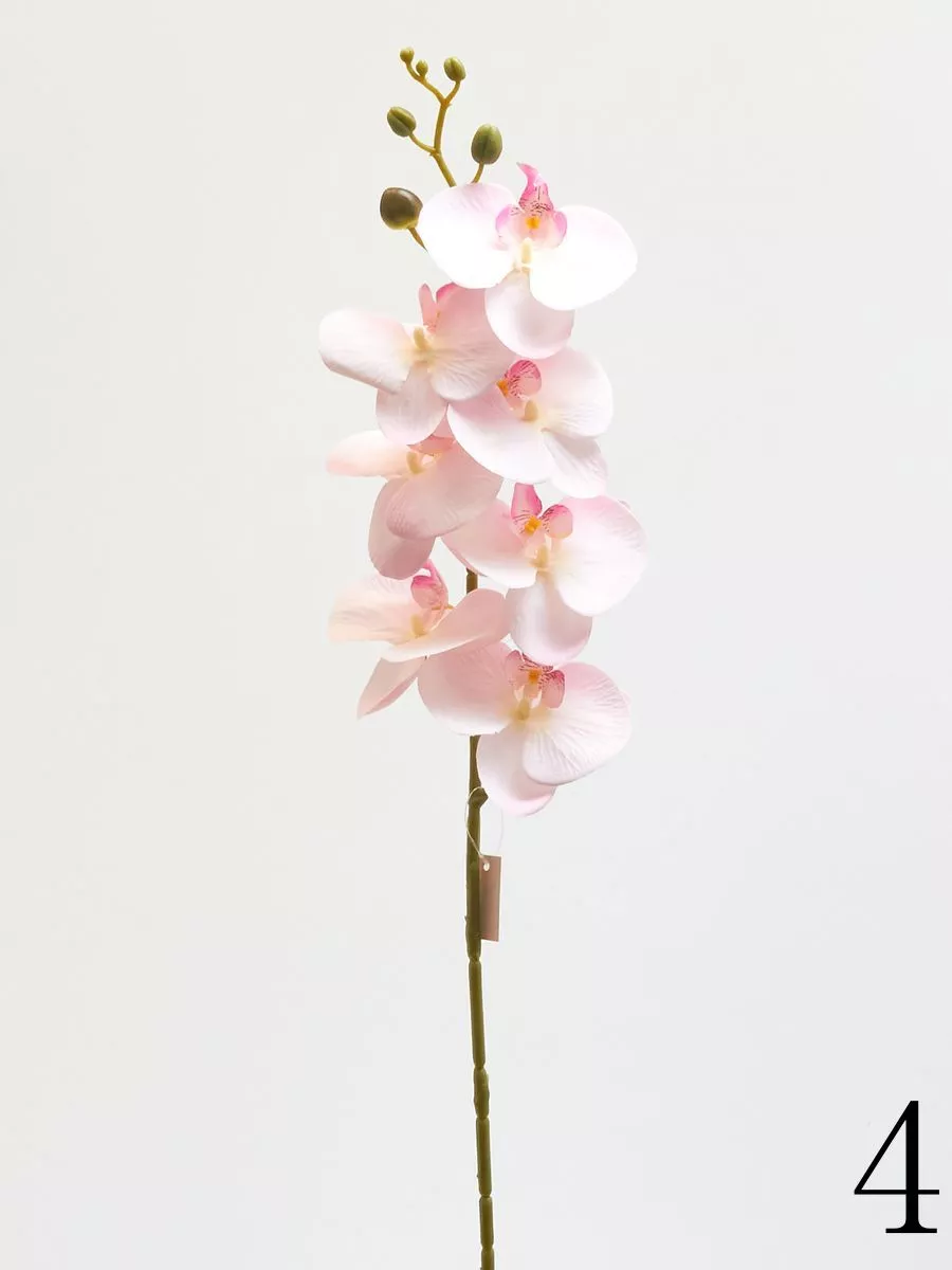Орхидея 3CLE25  Интернет-магазин Feron Flower 